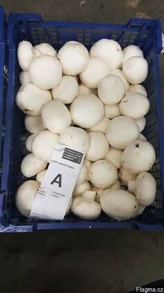 Fresh quality champignons from Poland