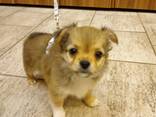 Альберт умная чихуахуа - фото 1