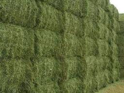 Alfalfa Hay for sale