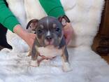 American bully - фото 4