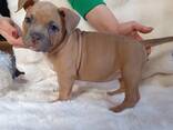 American bully - фото 5