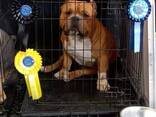 American bully - фото 7