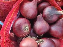 Cibule ( Red Onion)