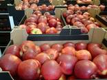 Apple Red Prince origin Poland