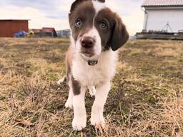 Beautiful Border Collie Puppy Ready to Join Your Family