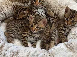 Bengálská kočka - kocourek s PP