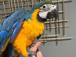 Blue-and-yellow macaw (Gold &amp; Blue Macaw) Available