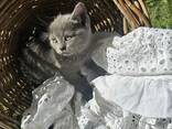 Британские котята - photo 1