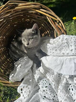 Британские котята