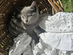 Британские котята