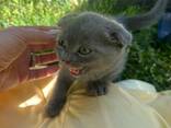 Британские котята - photo 5