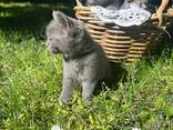 Британские котята - photo 6