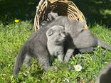 Британские котята - photo 7
