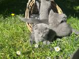 Британские котята - photo 12