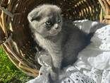 Британские котята - photo 13