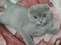 Britský koťátka čekají své rodiny