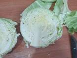 Cabbage from Uzbekistan - photo 1