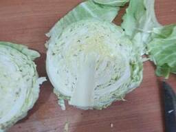 Cabbage from Uzbekistan