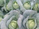 Cabbage from Uzbekistan - photo 4