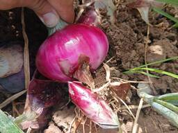 Červená cibule, F1