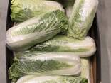 Chinese cabbage / Poland