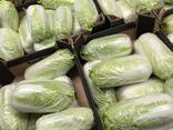 Chinese cabbage / Poland - фото 3