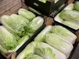 Chinese cabbage / Poland - фото 4