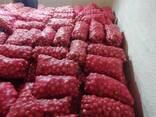 Cibule cibule - photo 1
