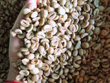 Výroba kávových zrn – zelená zrna komerční odrůdy Arabica - photo 1