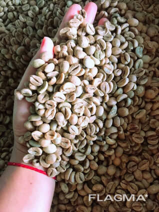 Výroba kávových zrn – zelená zrna komerční odrůdy Arabica