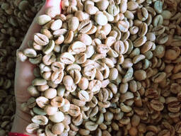 Výroba kávových zrn – zelená zrna komerční odrůdy Arabica