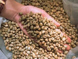 Výroba kávových zrn – zelená zrna komerční odrůdy Arabica - photo 1