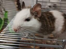 Degu veverky (Белки Дегу)