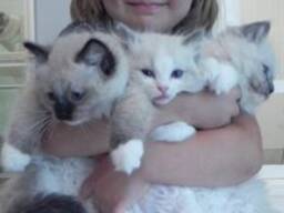 Domácí koťata ragdoll. Napište nám na WhatsApp pro podrobnosti: 27848239748
