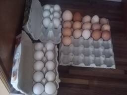 Домашние яйца