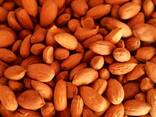 Dried Almond Nuts - фото 1
