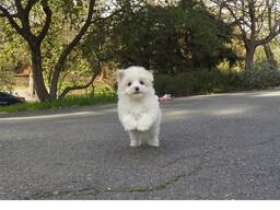 Dvě štěňata maltézského ovčáka . ..