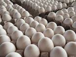 Fresh Chicken Eggs/ White and Brown Chicken Eggs/ Fresh Farm Table eggs for sale - photo 2