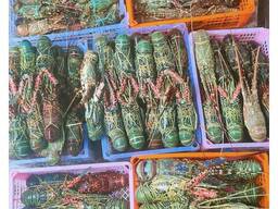 Fresh Live Lobster | Wholesale Live Canadian Lobsters