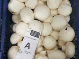 Fresh quality champignons from Poland