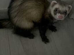 Fretka «хорёк»