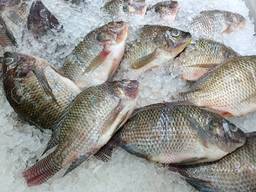 Frozen tilapia