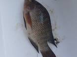 Frozen Tilapia Fish / fish that has a savory taste without scales and guts. - photo 1