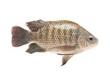 Frozen Tilapia Fish / fish that has a savory taste without scales and guts. - photo 3