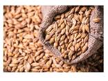 High Quality Barley Grains For Malt | Barley For Animal Feed Available For Sale - фото 1