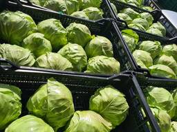 Капуста новый урожай