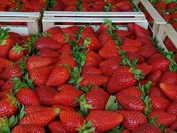 Клубника свежая Македония