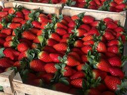 Клубника тепличная