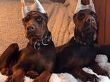 Krásná štěňata dobermanů s rodokmenem, psy i feny. - photo 1