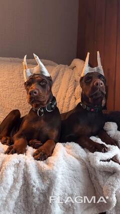 Krásná štěňata dobermanů s rodokmenem, psy i feny.